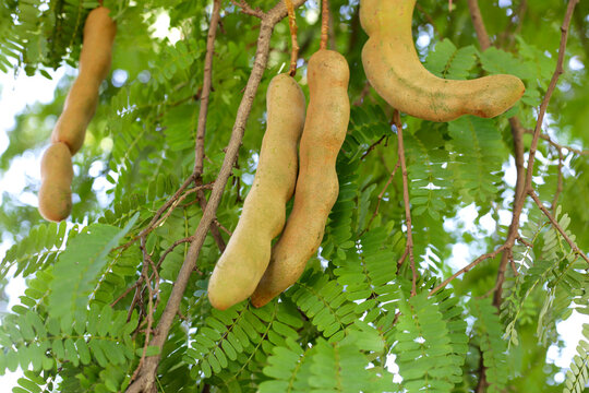 Tamarind fruits with green leaves