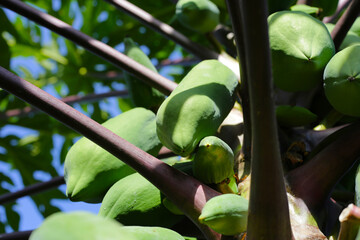 Papaya fruit on the tree in garden.  