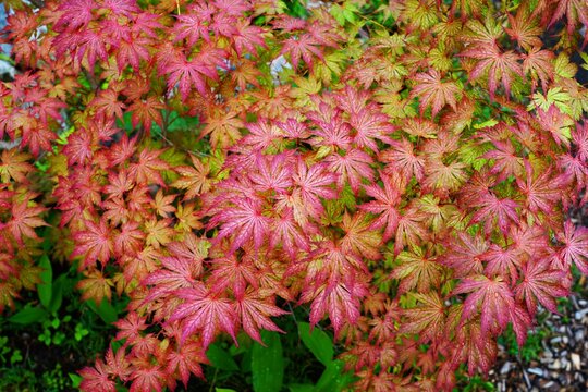 Pink foliage of the weeping Laceleaf Japanese Maple tree (Acer palmatum)