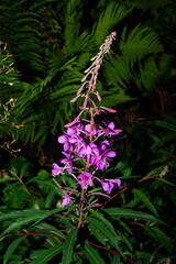 Obraz premium Pink fireweed flowers (Chamerion angustifolium)