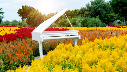White piano in the flower field