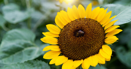 Fototapeta premium Honey bee working on sunflower