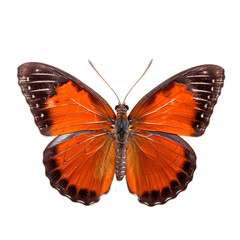 Obraz premium Piękny latający czerwony motyl na białym tle
