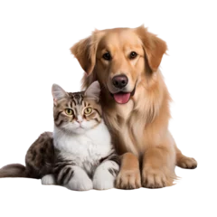 Fototapeten Golden retriever puppy and tabby cat sitting together, friendship animals isolated on white background © The Stock Guy