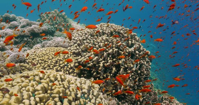 a closeup shot of the diverse subaquatic environment 
