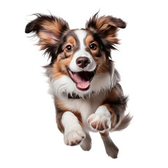 Border collie puppy running isolated on white background