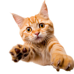 Obraz premium Orange tabby cat close-up, reaching with its paw isolated on transparent background