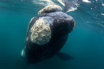 Southern right whale near the surface in Argentina. Right whale around Valdés peninsula. Rare...