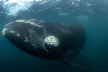 Southern right whale near the surface in Argentina. Right whale around Valdés peninsula. Rare...