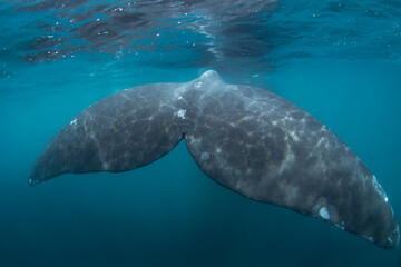 Southern right whale near the surface in Argentina. Right whale around Valdés peninsula. Rare cetacean is playing during mating time.  © prochym