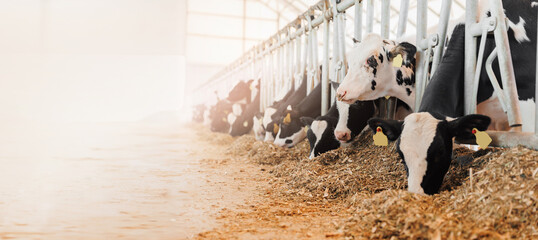 Cows holstein eating hay in cowshed on dairy farm with sunlight in barn. Banner modern meat and...