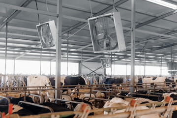Cows holstein eating hay in cowshed on dairy farm with sunlight in barn. Modern meat and milk...