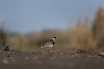 Southern lapwing is looking for food in the swamp. Vanellus chilensis on the mude near the river. Lapwing in Argentina.