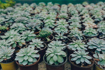 Gardening shop, greenhouse cactus plant nursery for garden decoration. Business for sale and...