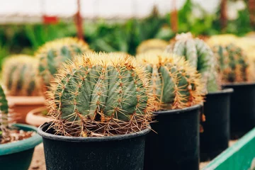 Photo sur Plexiglas Anti-reflet Cactus Gardening shop, Collection of various cactus plants in different pots