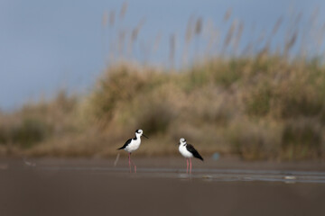 White Backed stilt on Argentina's coast. Himantopus melanurus are looking for food in the mud. Black and white bird with long red legs. 