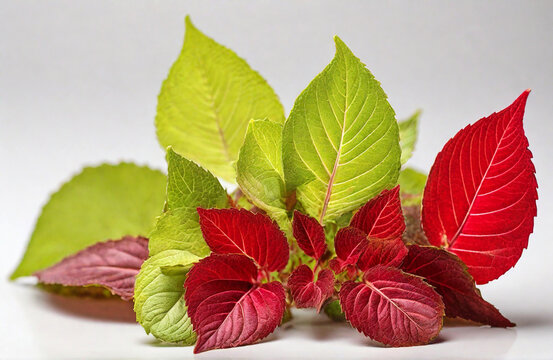 Fresh coleus amboinicus leaf on white background