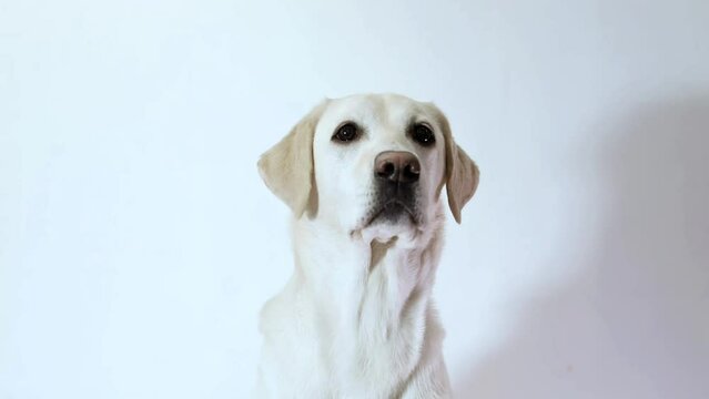 Portrait of a calm Labrador Retriever looking at the camera with a white backdrop, suitable for pet-related concepts