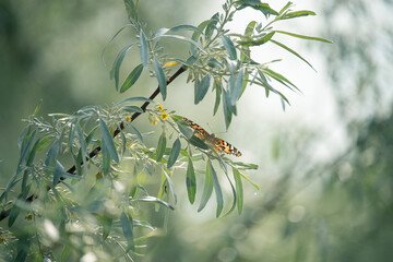 Flowering bushes of wild olives and a red motley butterfly on the branches.