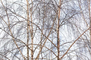 Beautiful birch trees in autumn