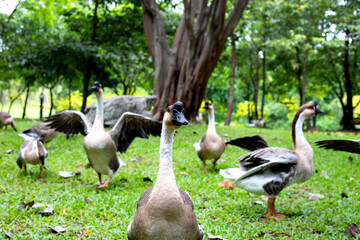 Flock of geese on green grass in the park