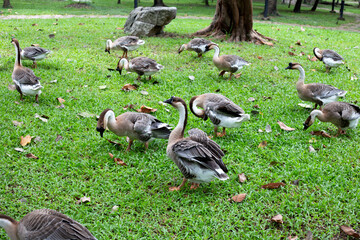 Flock of geese on green grass in the park