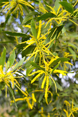 Yellow flower of acacia auriculiformis Cunn