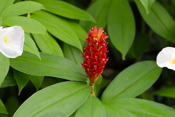 Indian head ginger, Costus speciosus