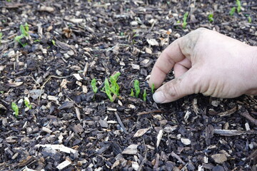 gardener cleans pea plants together in the vegetable garden. pea plant germinating in the soil - obrazy, fototapety, plakaty