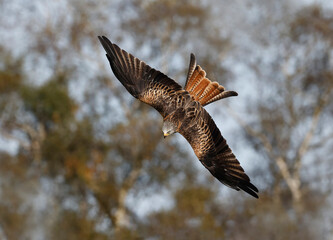 Red Kite in flight diving 