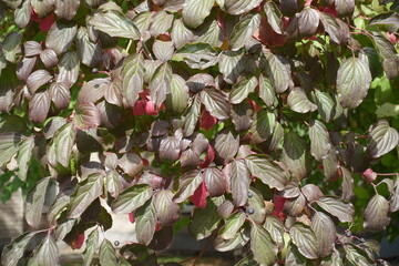 Fruits and autumnal foliage of Cornus sanguinea in mid September