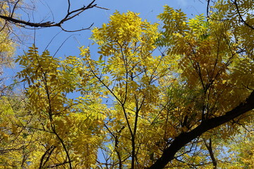 Blue sky and autumnal foliage of Sophora japonica in October