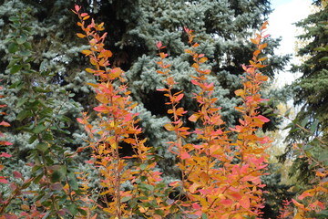 Fototapeta na wymiar Upright branches of Berberis vulgaris with autumnal foliage in mid October