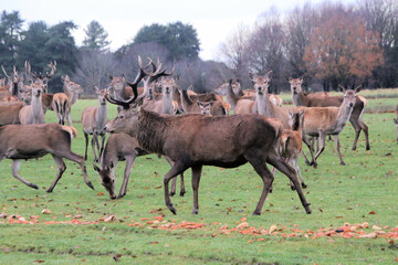 A view of a Red Deer Stag