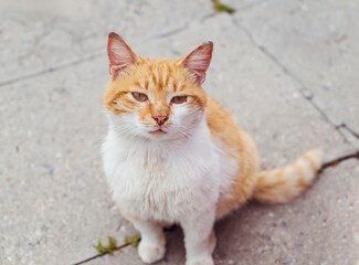 Close up of Stray Cat sitting on the street 