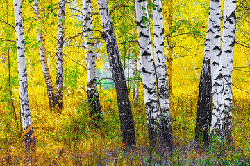 white birch trees in the autumn forest