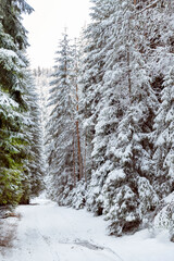 Winter road in the winter snowy mountain . Rila  mountain, Bulgaria 