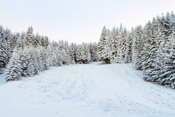 Fototapeta na wymiar Beautiful Winter Mountain Landscape with Pine Trees Covered with Snow .Rila Mountain, Bulgaria 