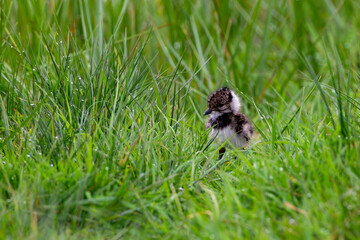 Lapwing Chick among dewy grass © Robert