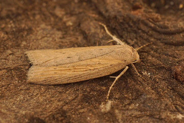 Obraz premium Closeup on a Silky wainscot owlet moth, Chilodes maritima, sitting on wood
