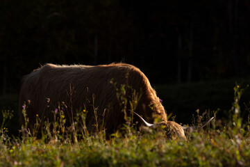 Highland cattle in the north italy mountains