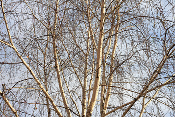 Fototapeta na wymiar Beautiful birch trees in autumn