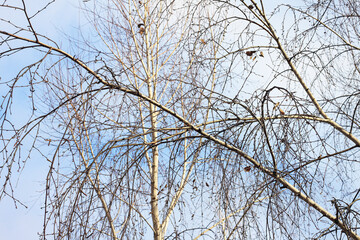 Beautiful birch trees in autumn