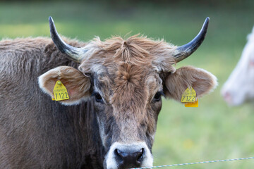 Highland cattle in the north italy mountains