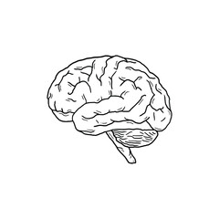 human brain vector illustration design