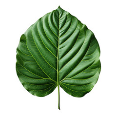  Large green leaf on transparent background