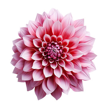Pink Dahlia flower blooming branches on isolated white background