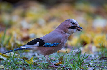 Eurasian Jay (Garrulus glandarius) 