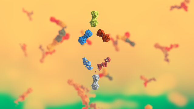 Lymphocyte Or Antibodies In Human Body