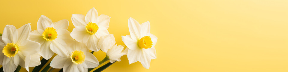 Banner White Daffodils on a Bright Yellow Background. Copy Space, Place for Text. Spring and Springtime Concept. - obrazy, fototapety, plakaty